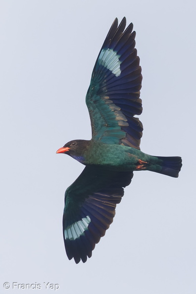 Oriental_Dollarbird-170222-109EOS1D-F1X29159-W.jpg