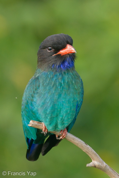 Oriental_Dollarbird-200214-112MSDCF-FYP01458-W.jpg