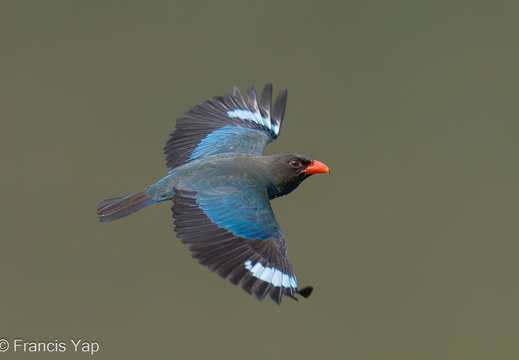 Oriental Dollarbird - display this album Oriental Dollarbird