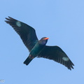 Oriental_Dollarbird-250312-100FRYAP-FYA01559-W.jpg