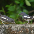 Oriental_Magpie-Robin-190511-117ND500-FYP_2535-W.jpg