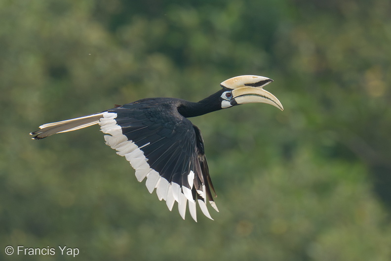 Oriental_Pied_Hornbill-200829-116MSDCF-FYP07844-W.jpg