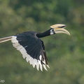Oriental_Pied_Hornbill-200829-116MSDCF-FYP07844-W.jpg