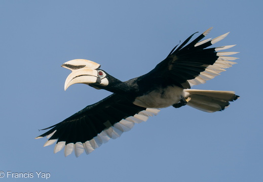 Oriental Pied Hornbill - display this album Oriental Pied Hornbill