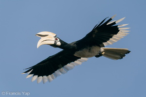 Oriental Pied Hornbill-200830-117MSDCF-FYP00207-W.jpg