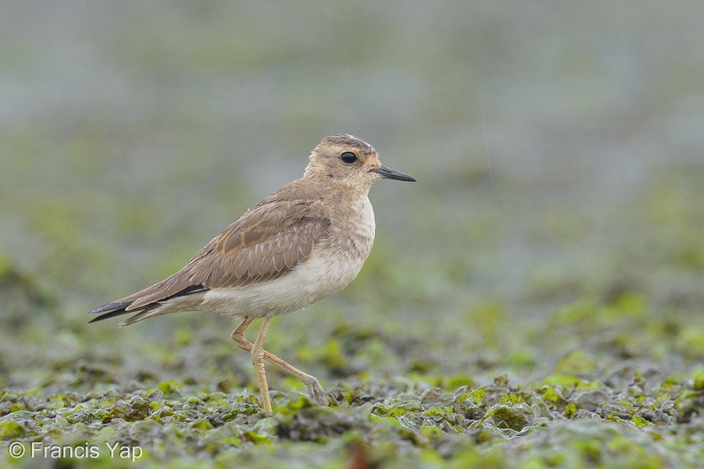 Oriental_Plover-121013-102EOS1D-FY1X6381-W.jpg