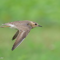 Oriental_Plover-250416-103FRYAP-FYA05920-W.jpg