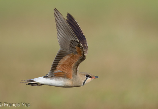 Oriental Pratincole - display this album Oriental Pratincole