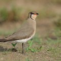 Oriental_Pratincole-210311-104MSDCF-FRY03938-W.jpg