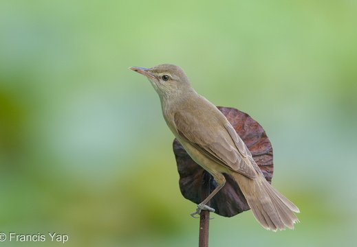 Oriental Reed Warbler - display this album Oriental Reed Warbler