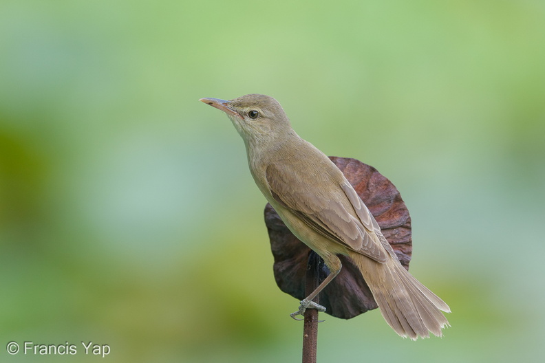 Oriental_Reed_Warbler-190504-117ND500-FYP_0862-W.jpg