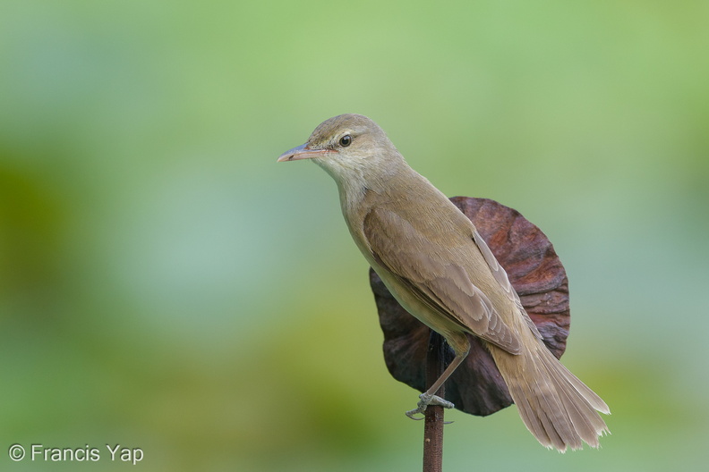 Oriental_Reed_Warbler-190504-117ND500-FYP_0880-W.jpg