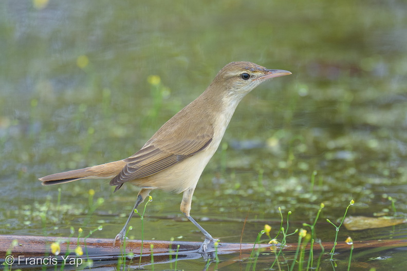 Oriental_Reed_Warbler-251125-136FRYAP-FYA00064-W.jpg