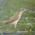Oriental_Reed_Warbler-251125-136FRYAP-FYA00064-W.jpg