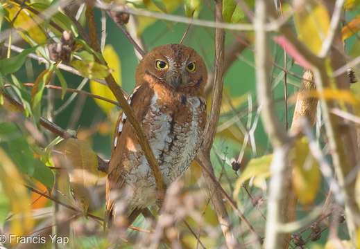 Oriental Scops Owl - display this album Oriental Scops Owl