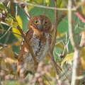 Oriental_Scops_Owl-170111-109EOS1D-F1X21852-W.jpg