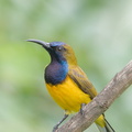Ornate_Sunbird-171230-107ND500-FYP_1763-W.jpg