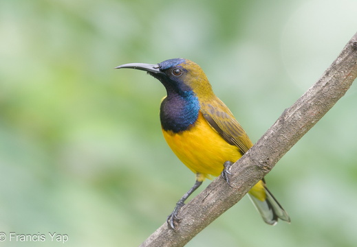 Ornate Sunbird - display this album Ornate Sunbird