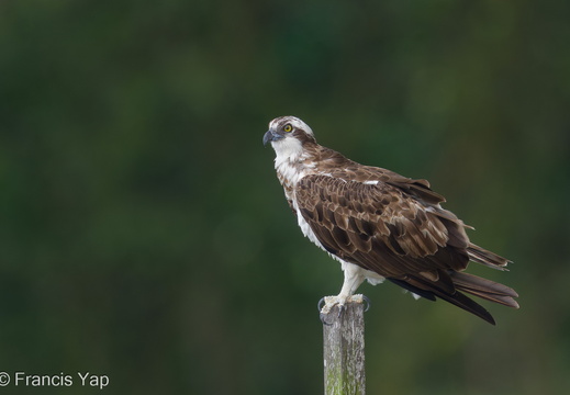 Osprey - display this album Osprey