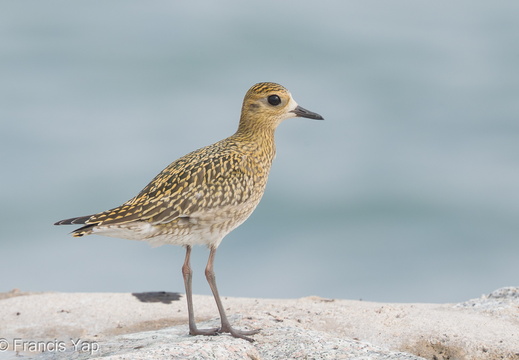 Pacific Golden Plover - display this album Pacific Golden Plover