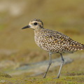 Pacific_Golden_Plover-260324-166FRYAP-FYA03492-W.jpg