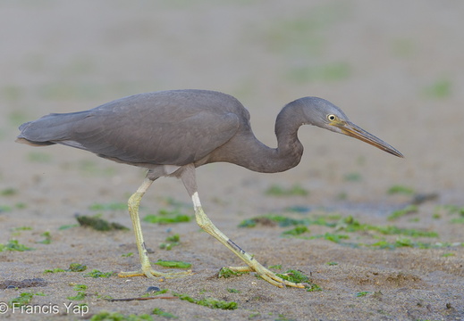 Pacific Reef Heron - display this album Pacific Reef Heron