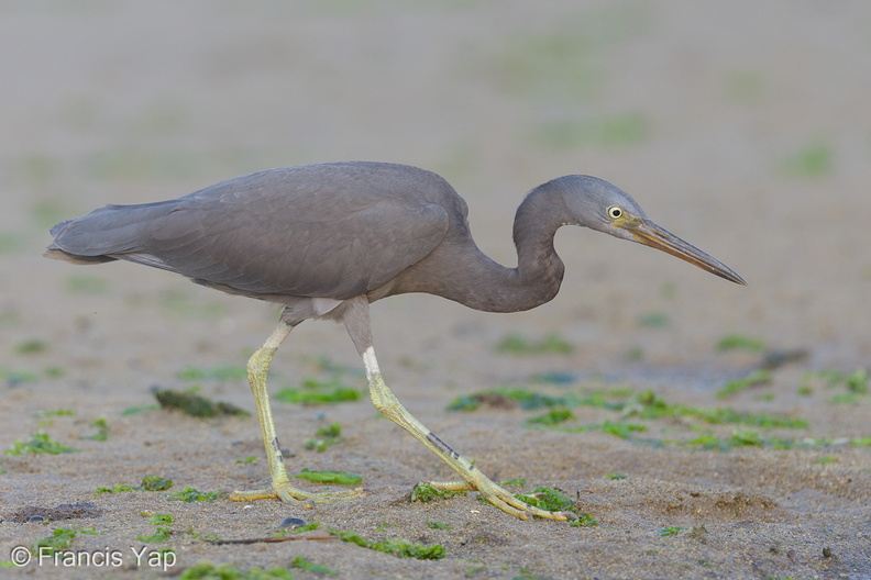 Pacific_Reef_Heron-140915-118EOS1D-FY1X1483-W.jpg