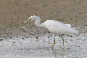 Pacific Reef Heron-200906-117MSDCF-FYP03138-W.jpg