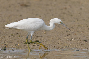 Pacific Reef Heron-200906-117MSDCF-FYP03214-W.jpg