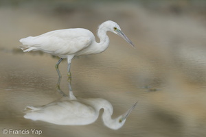 Pacific Reef Heron-211003-121MSDCF-FRY08076-W.jpg
