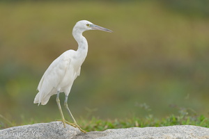 Pacific Reef Heron-211003-121MSDCF-FRY08508-W.jpg