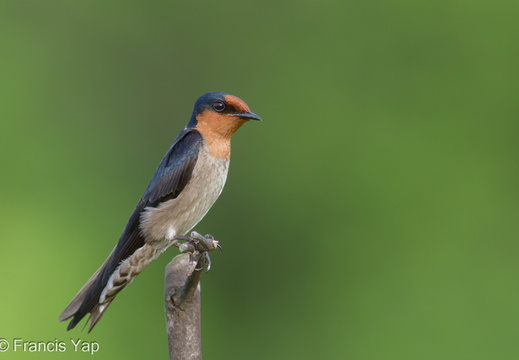 Pacific Swallow - display this album Pacific Swallow
