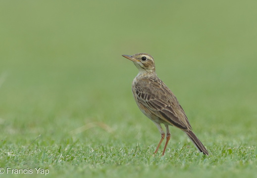 Paddyfield Pipit - display this album Paddyfield Pipit