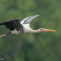 Painted_Stork-200829-116MSDCF-FYP08056-W.jpg