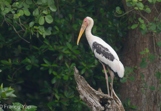 Painted Stork - display this album Painted Stork