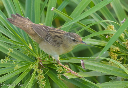 Pallas's Grasshopper Warbler - display this album Pallas's Grasshopper Warbler