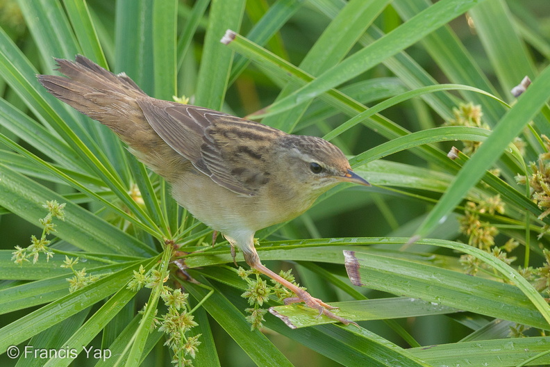 Pallass_Grasshopper_Warbler-140219-114EOS1D-FY1X2511-W.jpg