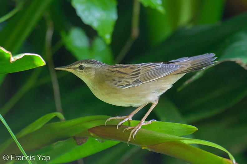 Pallass_Grasshopper_Warbler-260428-186FRYAP-FYA02297-W.jpg