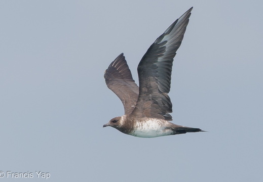 Parasitic Jaeger - display this album Parasitic Jaeger