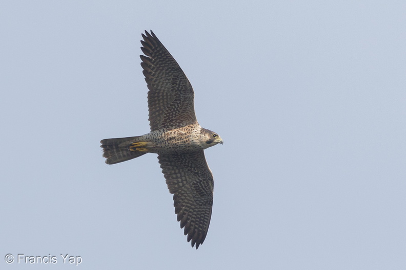 Peregrine_Falcon-160328-103EOS7D-FY7D3240-W.jpg