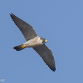 Peregrine_Falcon-240219-215MSDCF-FYP07597-W.jpg