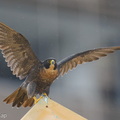 Peregrine_Falcon-250711-114FRYAP-FYA05818-W.jpg