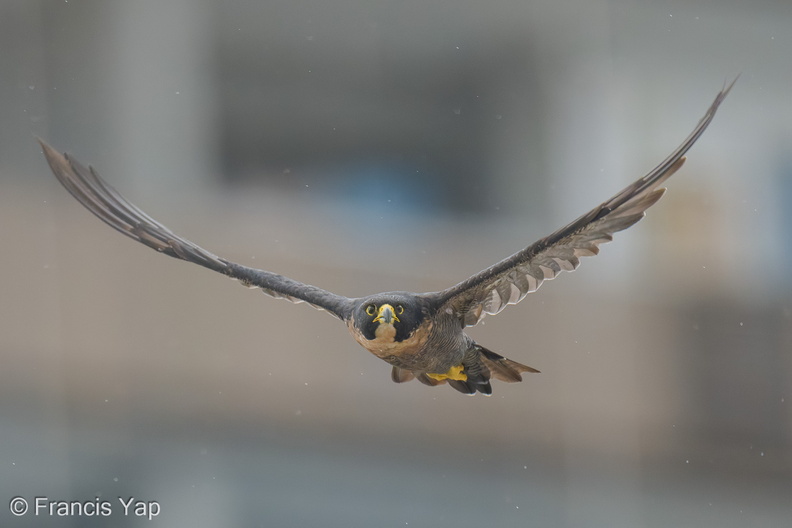 Peregrine_Falcon-250711-114FRYAP-FYA05923-W.jpg