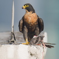 Peregrine_Falcon-250717-115FRYAP-FYA05011-W.jpg