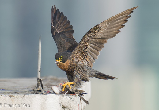 Singapore / Birds / Peregrine Falcon - display this album Peregrine Falcon