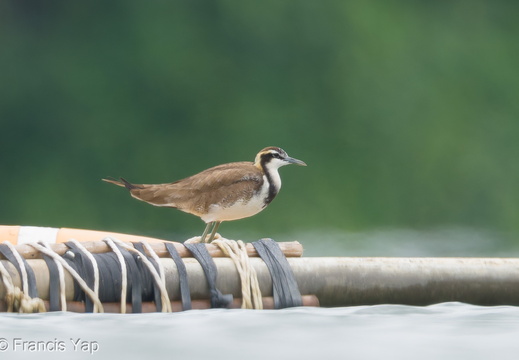 Pheasant-tailed Jacana - display this album Pheasant-tailed Jacana