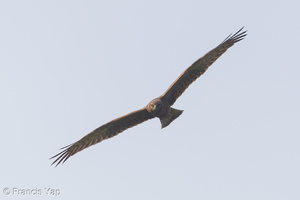Pied Harrier-141026-119EOS1D-FY1X4510-W.jpg