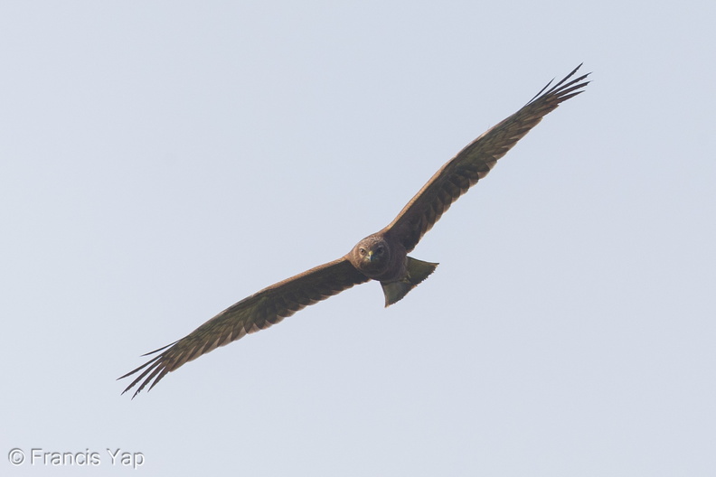 Pied_Harrier-141026-119EOS1D-FY1X4510-W.jpg
