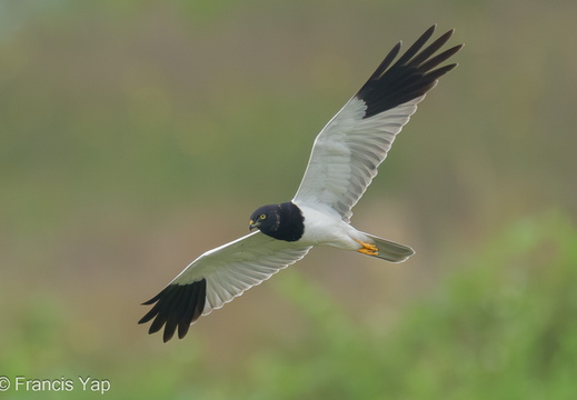 Pied Harrier - display this album Pied Harrier