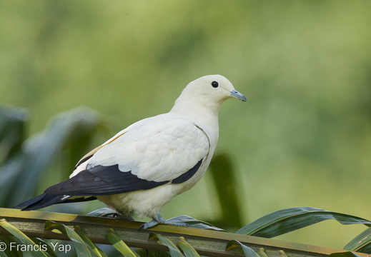 Pied Imperial Pigeon - display this album Pied Imperial Pigeon